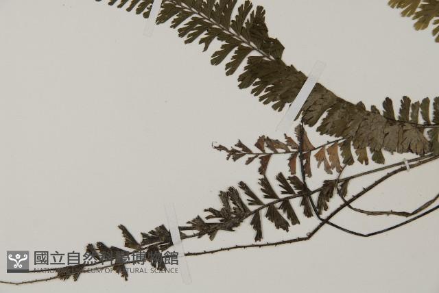 鞭葉鐵線蕨藏品圖，第4張