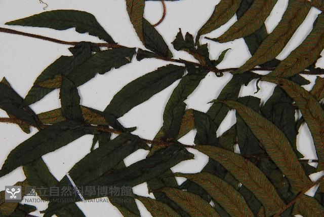 樸氏雙蓋蕨、毛柄蹄蓋蕨藏品圖，第4張