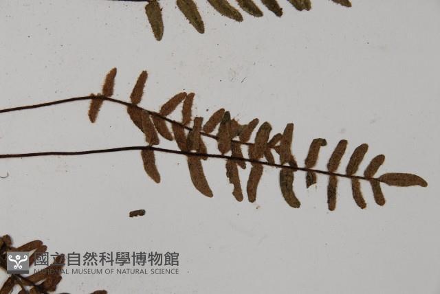 滇西金毛裸蕨藏品圖，第4張