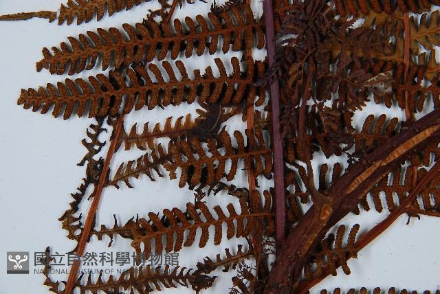 登錄號:P010023藏品圖，第7張