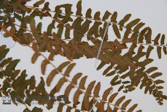 岩蕨藏品圖，第4張