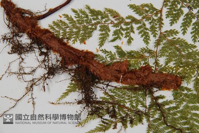 台灣小膜蓋蕨藏品圖，第3張