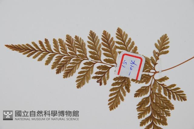 杯狀蓋陰石蕨藏品圖，第4張