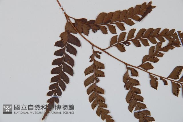 屋久複葉耳蕨藏品圖，第4張