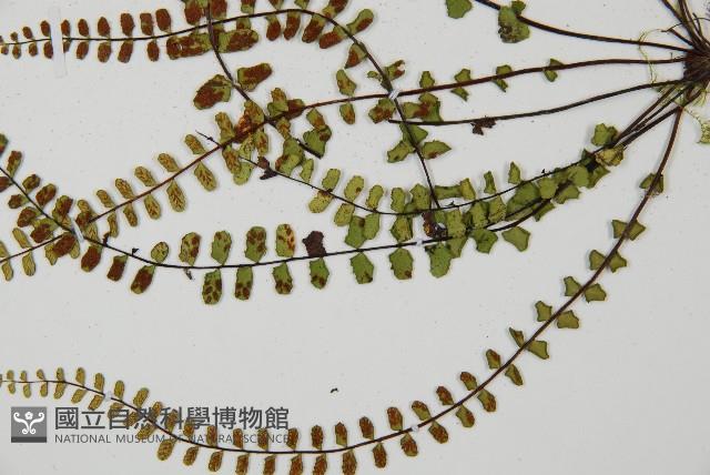 鐵角蕨藏品圖，第4張