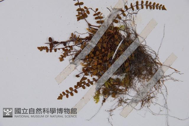 鐵角蕨藏品圖，第4張