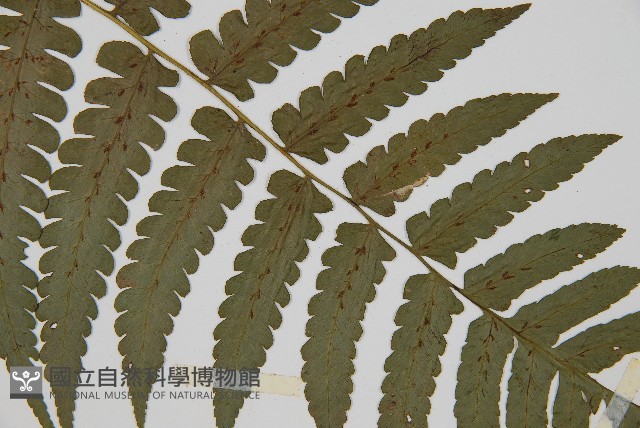 德氏雙蓋蕨藏品圖，第4張