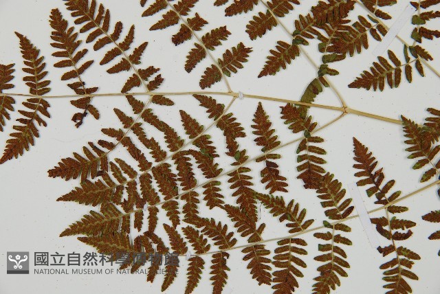 細裂羽節蕨藏品圖，第7張