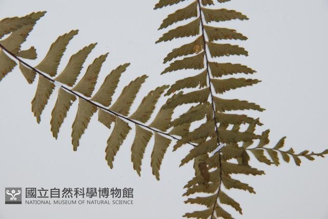 單邊鐵角蕨藏品圖，第4張