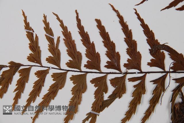鐮葉鐵角蕨藏品圖，第3張