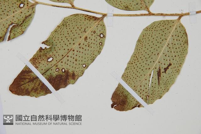 大葉貫眾蕨藏品圖，第4張