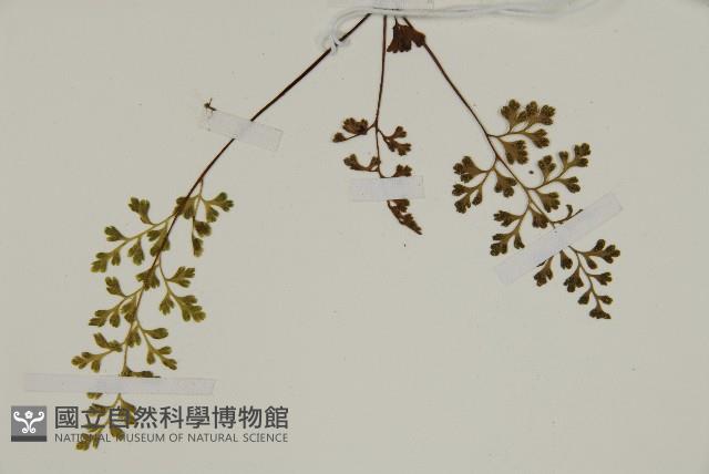 翠蕨藏品圖，第4張