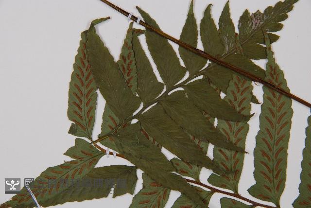 耳羽短腸蕨藏品圖，第4張