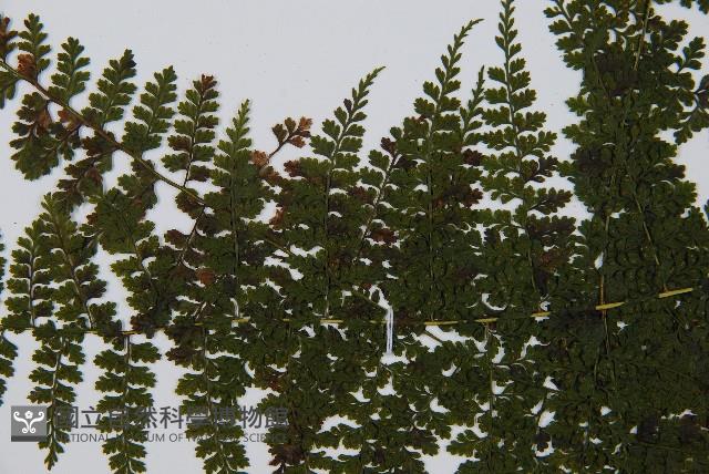 稀子蕨藏品圖，第4張