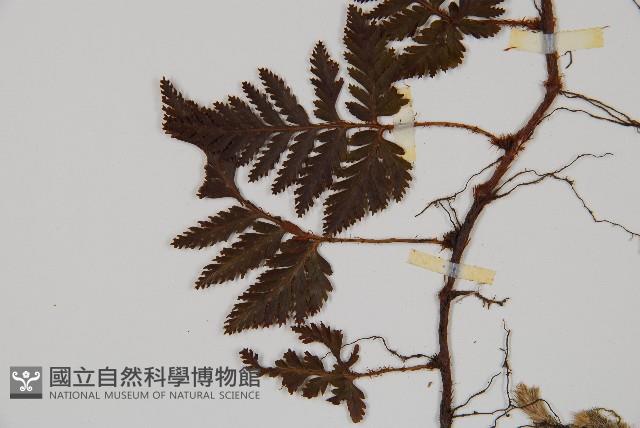 鱗葉陰石蕨藏品圖，第4張