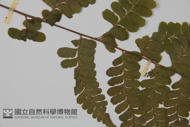 Accession Number:P001423 Collection Image, Figure 4, Total 5 Figures