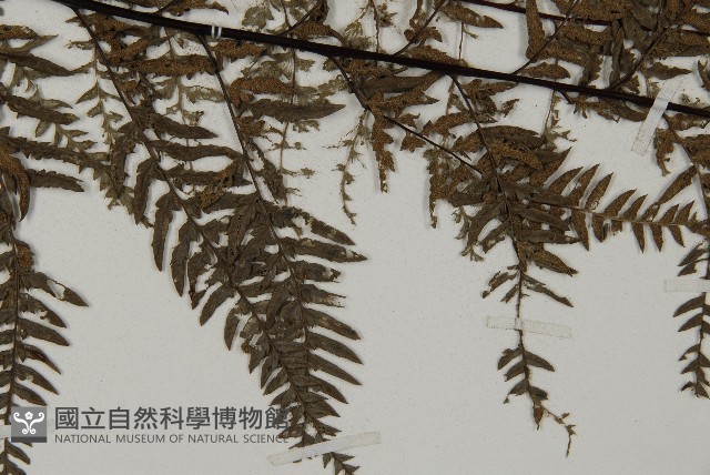 粉葉蕨藏品圖，第4張