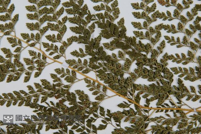 臺灣兩面複葉耳蕨藏品圖，第4張