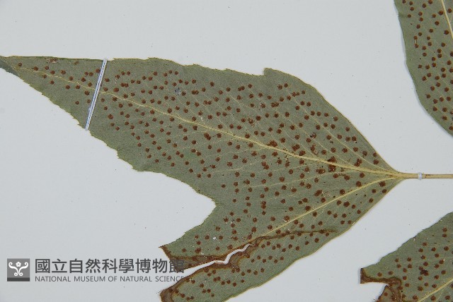 細齒貫眾蕨藏品圖，第4張