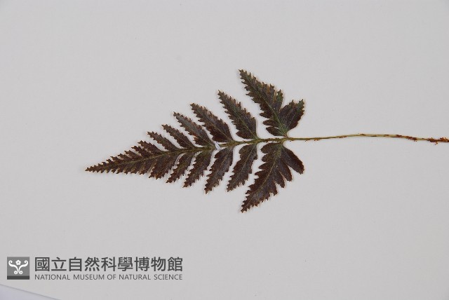 鱗葉陰石蕨藏品圖，第4張