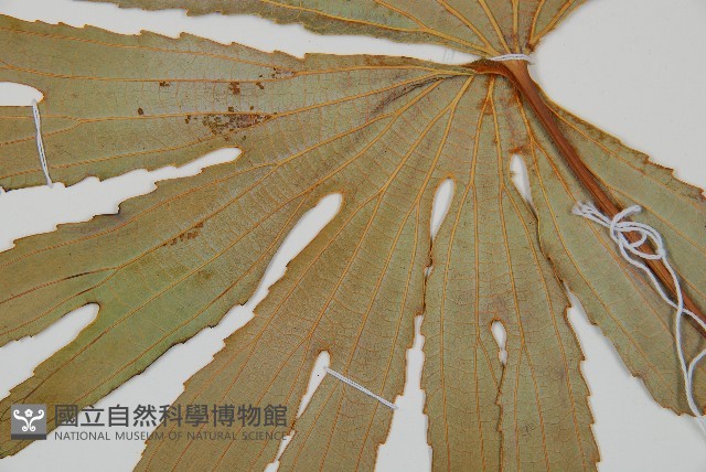 雙扇蕨藏品圖，第4張