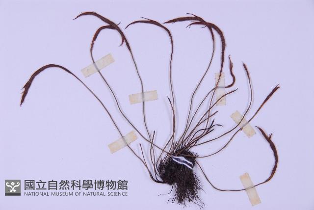 Forked spleenwort Collection Image, Figure 4, Total 4 Figures