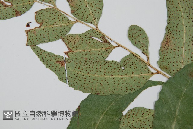 披針貫眾蕨藏品圖，第4張