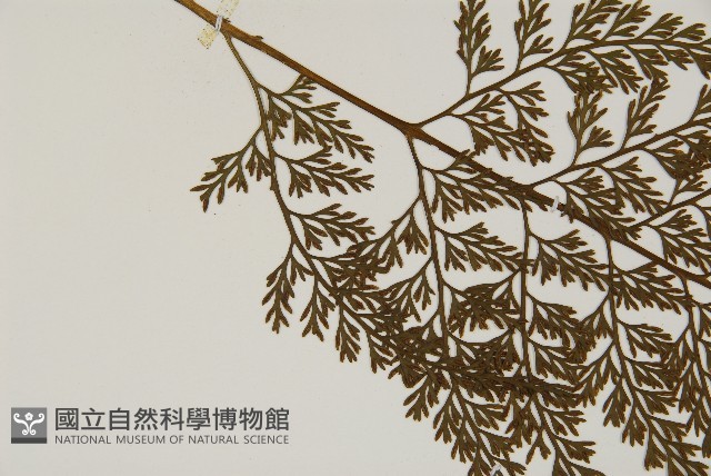 骨碎補鐵角蕨藏品圖，第4張
