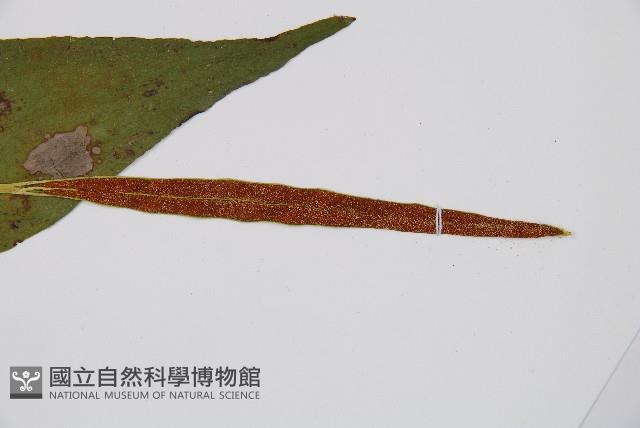 燕尾蕨藏品圖，第4張