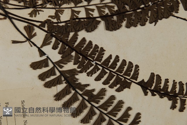 鞭葉鐵線蕨藏品圖，第4張