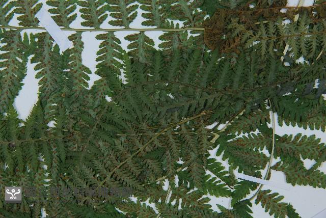 日本蹄蓋蕨藏品圖，第4張