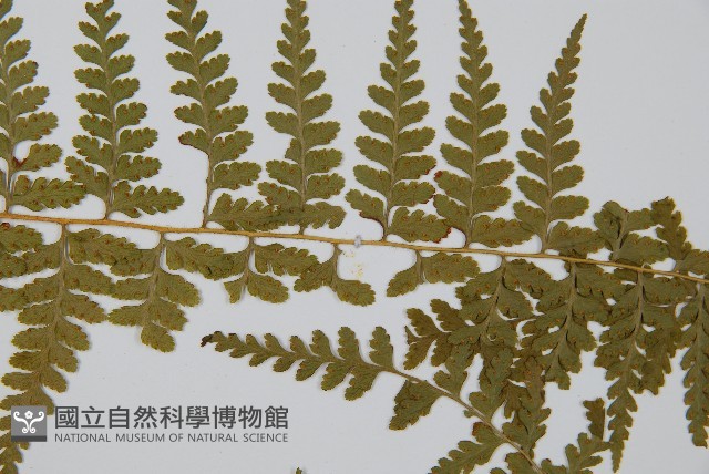 司氏碗蕨藏品圖，第4張