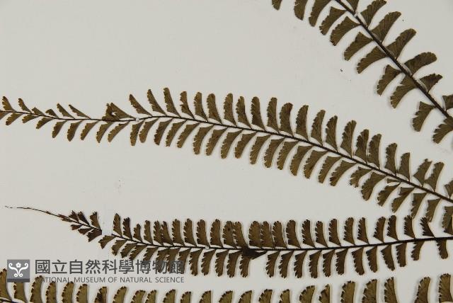 鞭葉鐵線蕨藏品圖，第4張