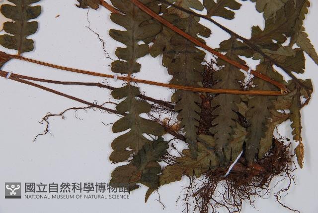 Accession Number:P005003 Collection Image, Figure 4, Total 5 Figures