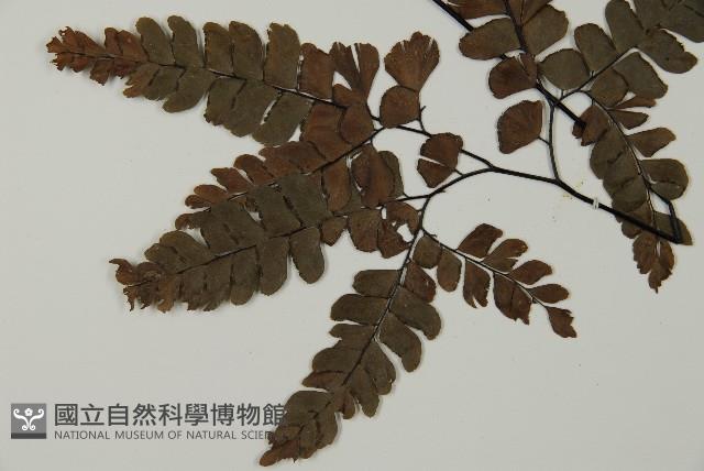 扇葉鐵線蕨藏品圖，第3張