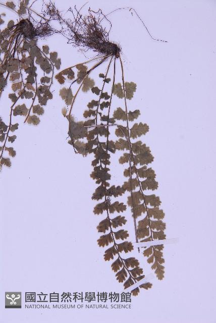 北京鐵角蕨藏品圖，第4張