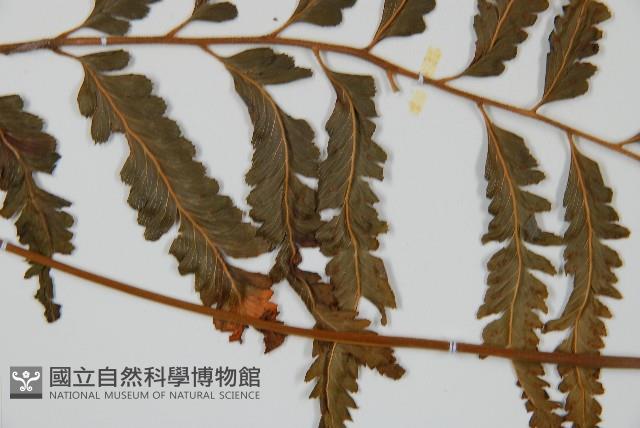 光葉鱗蓋蕨藏品圖，第4張