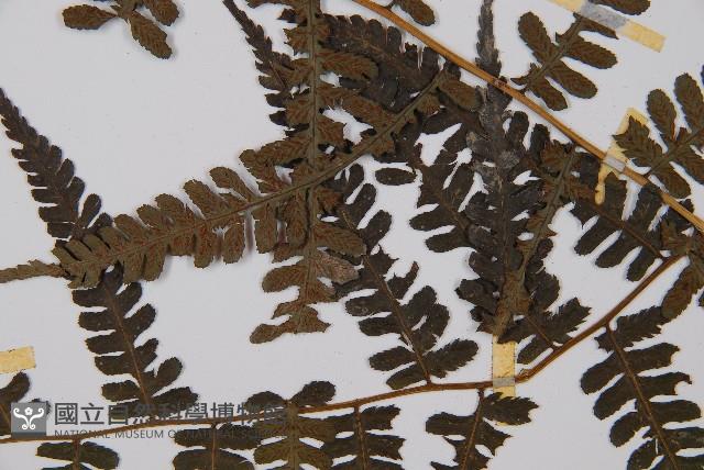 奄美短腸蕨藏品圖，第4張