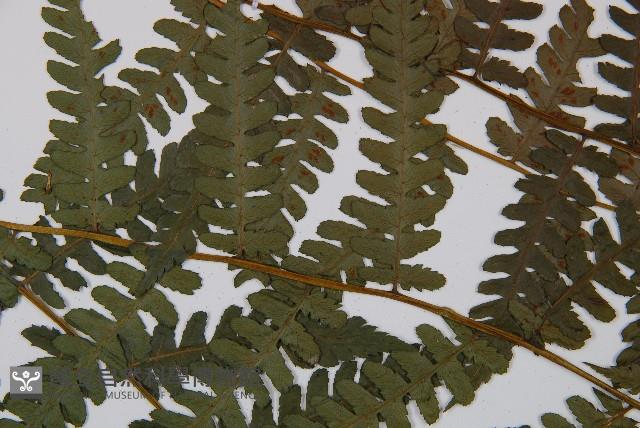 奄美短腸蕨藏品圖，第4張