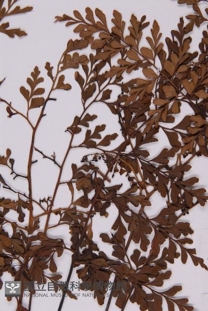 大黑柄鐵角蕨、黃鱗鐵角蕨、大羽鐵角蕨藏品圖，第4張