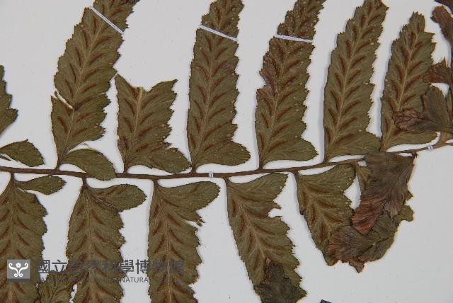 鋸齒雙蓋蕨、線葉雙蓋蕨、刺鱗雙蓋蕨藏品圖，第4張