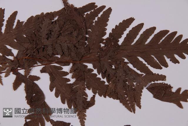 薄葉三叉蕨藏品圖，第4張
