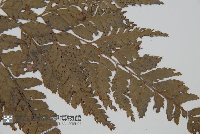 小葉複葉耳蕨藏品圖，第4張