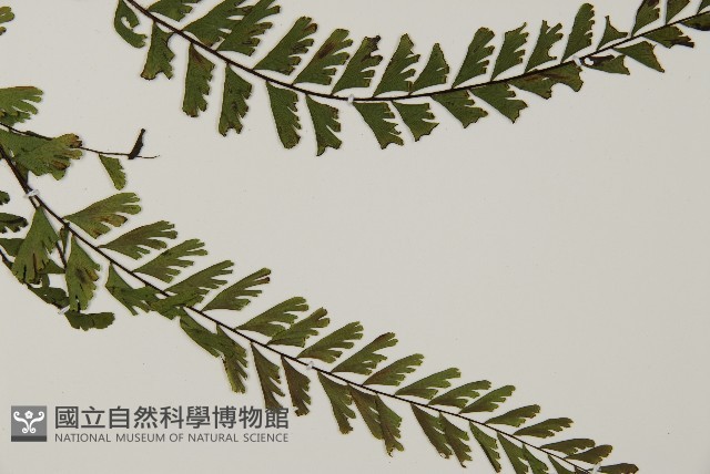 馬來鐵線蕨藏品圖，第4張