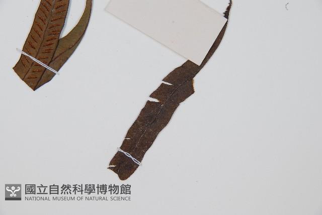 單葉雙蓋蕨藏品圖，第4張