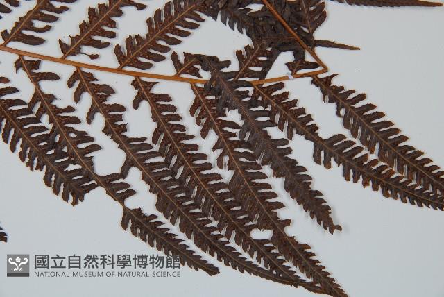 金狗毛蕨藏品圖，第3張