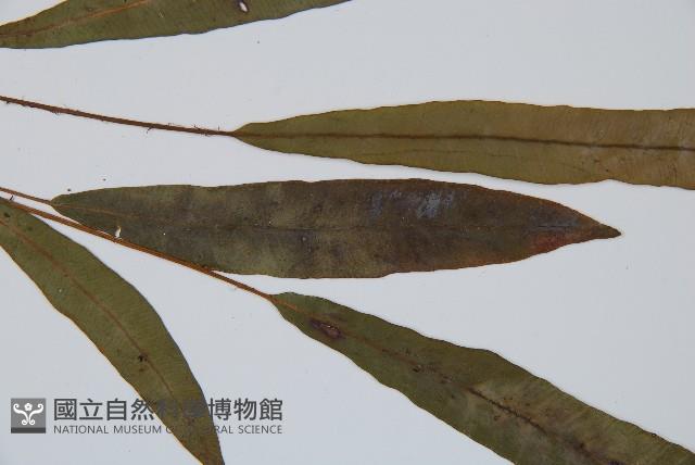 單葉雙蓋蕨藏品圖，第4張