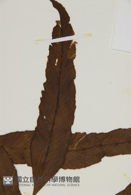 南海鐵角蕨藏品圖，第4張