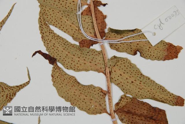 全緣貫眾蕨藏品圖，第3張