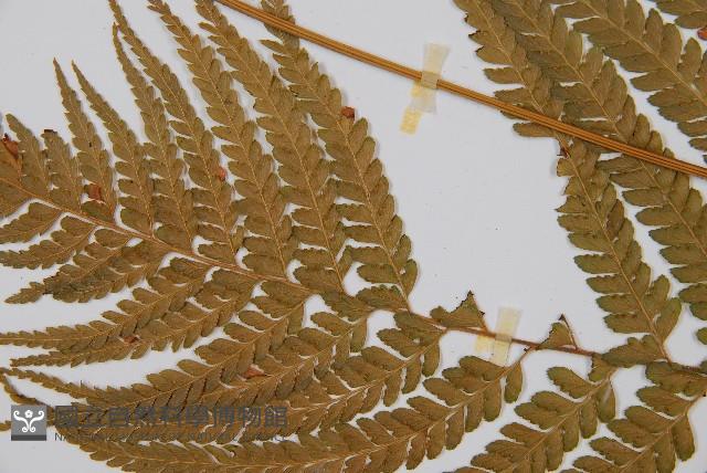 Accession Number:P002203 Collection Image, Figure 4, Total 5 Figures